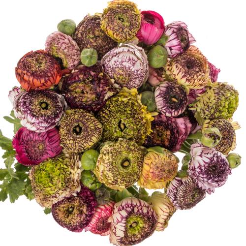 Ranunkel mix Bulbillis Cappuchino 40cm