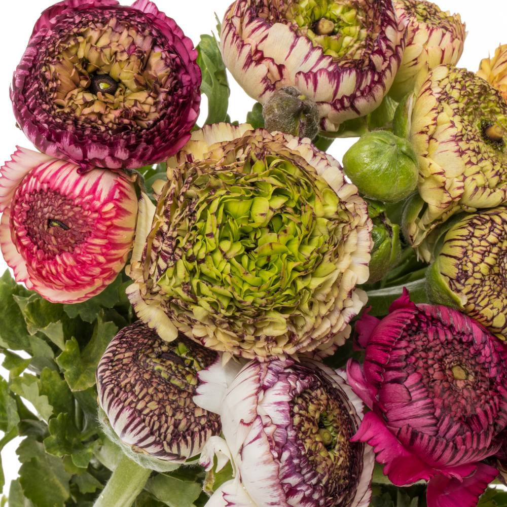 Ranunkel mix Bulbillis Cappuchino 40cm