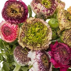 Ranunkel mix Bulbillis Cappuchino 40cm