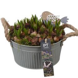 Muscari.Arr PTMB6181 T19 H018