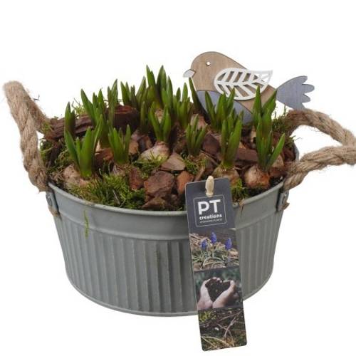 Muscari.Arr PTMB6181 T19 H018