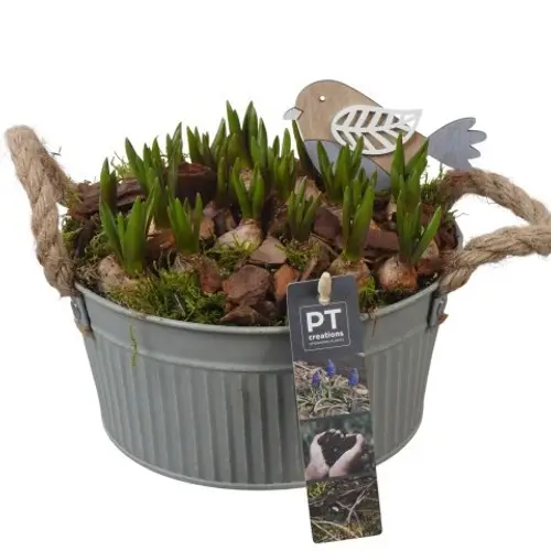 Muscari.Arr PTMB6181 T19 H018