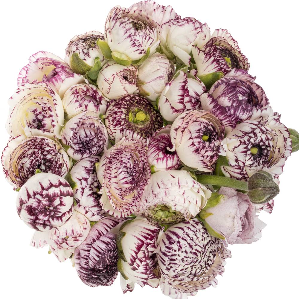 Ranunkel creme/lila Cloni Cappuchino 40cm