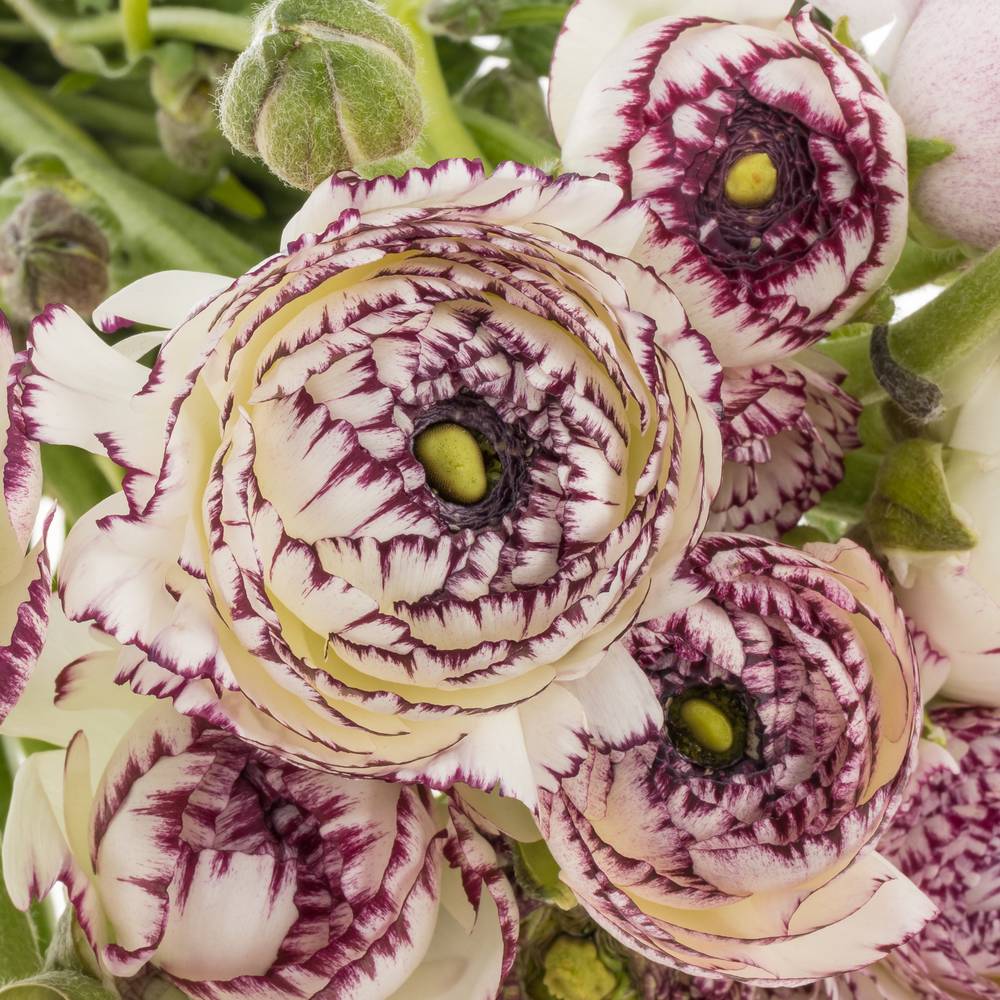 Ranunkel creme/lila Cloni Cappuchino 40cm