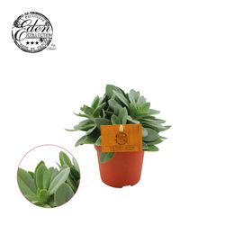 Senecio Cephalophorus T10,5 H15