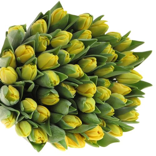 Tulpe gelb doppel Napoli 28 Gramm