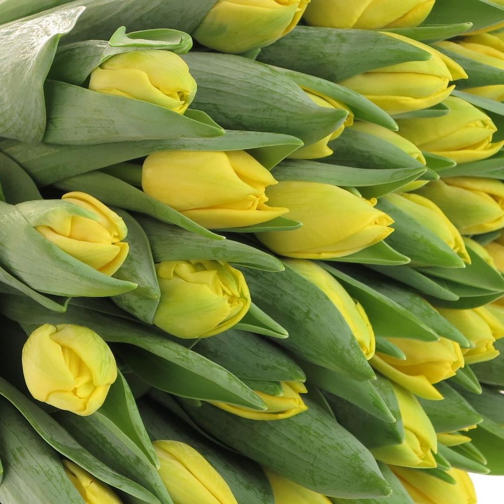 Tulpe gelb doppel Napoli 28 Gramm
