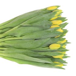 Tulpe gelb doppel Napoli 28 Gramm