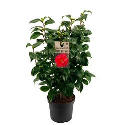 Camellia Japonica 6-R rot T19 H065