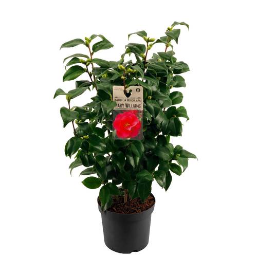 Camellia Japonica 6-R rot T19 H065
