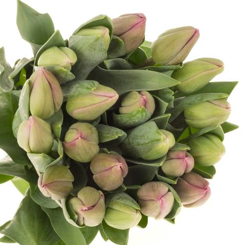 Tulpe pink Barcelona Triflor 40 Gramm