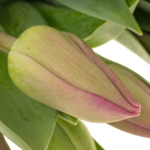 Tulpe pink Barcelona Triflor 40 Gramm