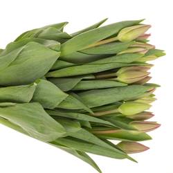 Tulpe pink Barcelona Triflor 40 Gramm