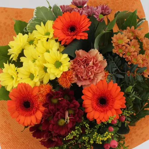 Strauß orange Germini Muttertag 50cm 18St