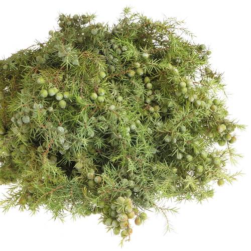 Jenever Birne Italien 400 Gramm 70cm
