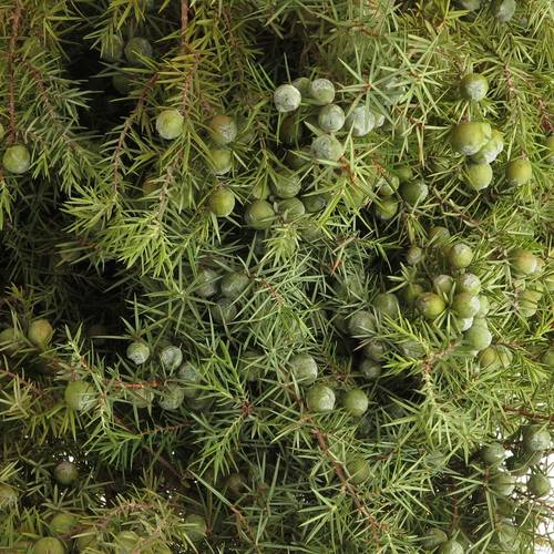 Jenever Birne Italien 400 Gramm 70cm