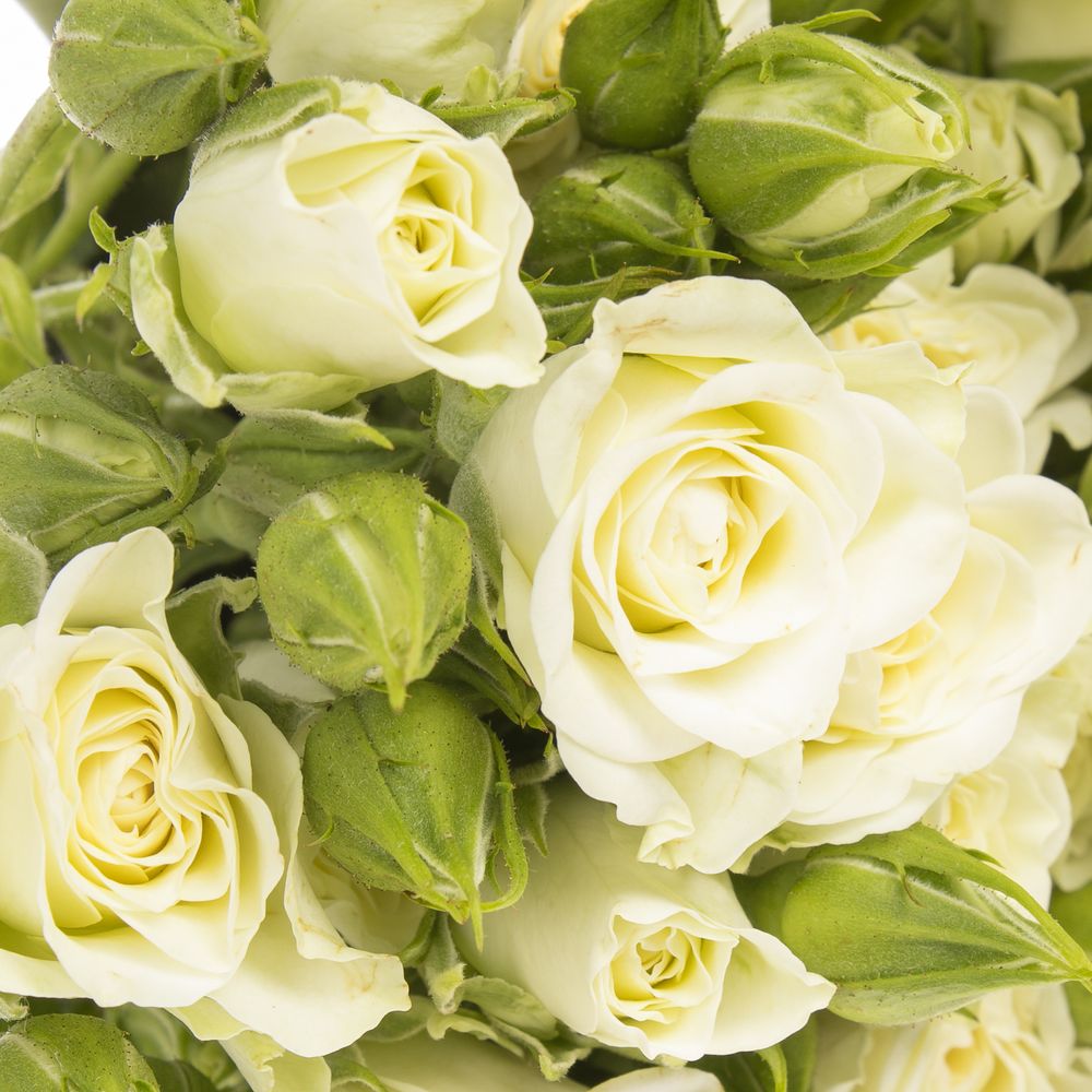 Rose verzweigt weiss Snowflake 6+Blüte 70cm