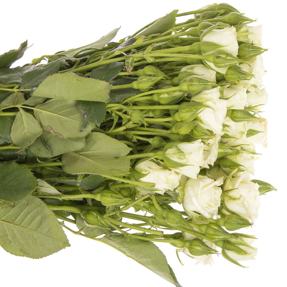 Rose verzweigt weiss Snowflake 6+Blüte 70cm