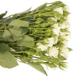 Rose verzweigt weiss Snowflake 6+Blüte 70cm
