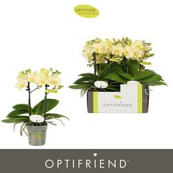 Phal.2-R hell rosa Sara T07 H025