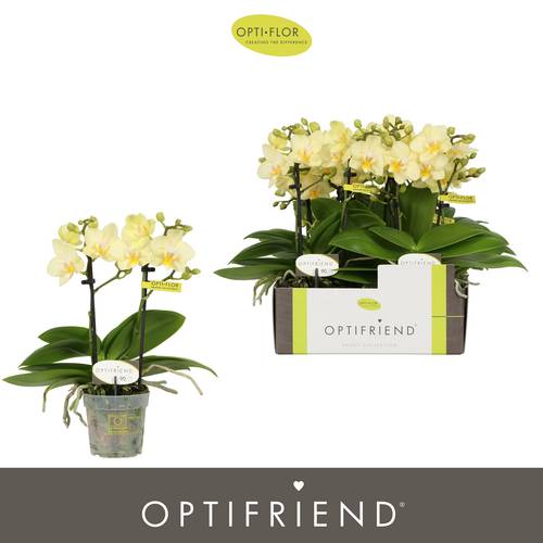 Phal.2-R hell rosa Sara T07 H025