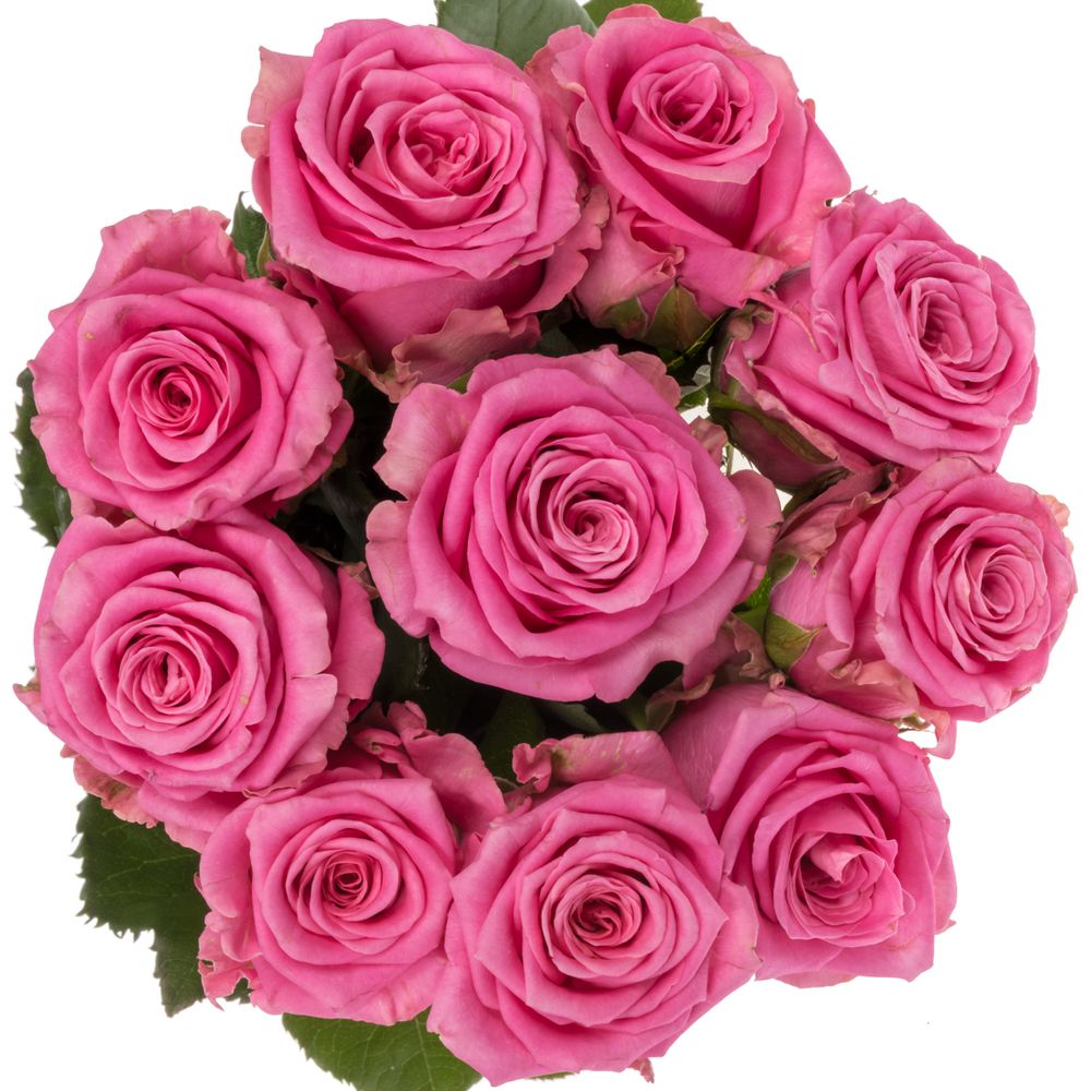 Rose rosa Charlotte 55cm