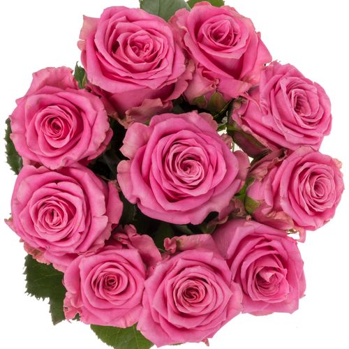Rose rosa Charlotte 55cm
