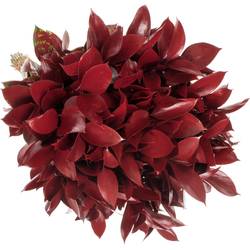 Ruskus bordeaux gefärbt 60cm