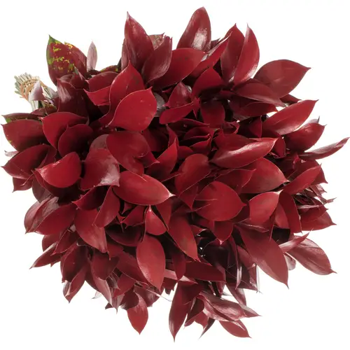 Ruskus bordeaux gefärbt 60cm