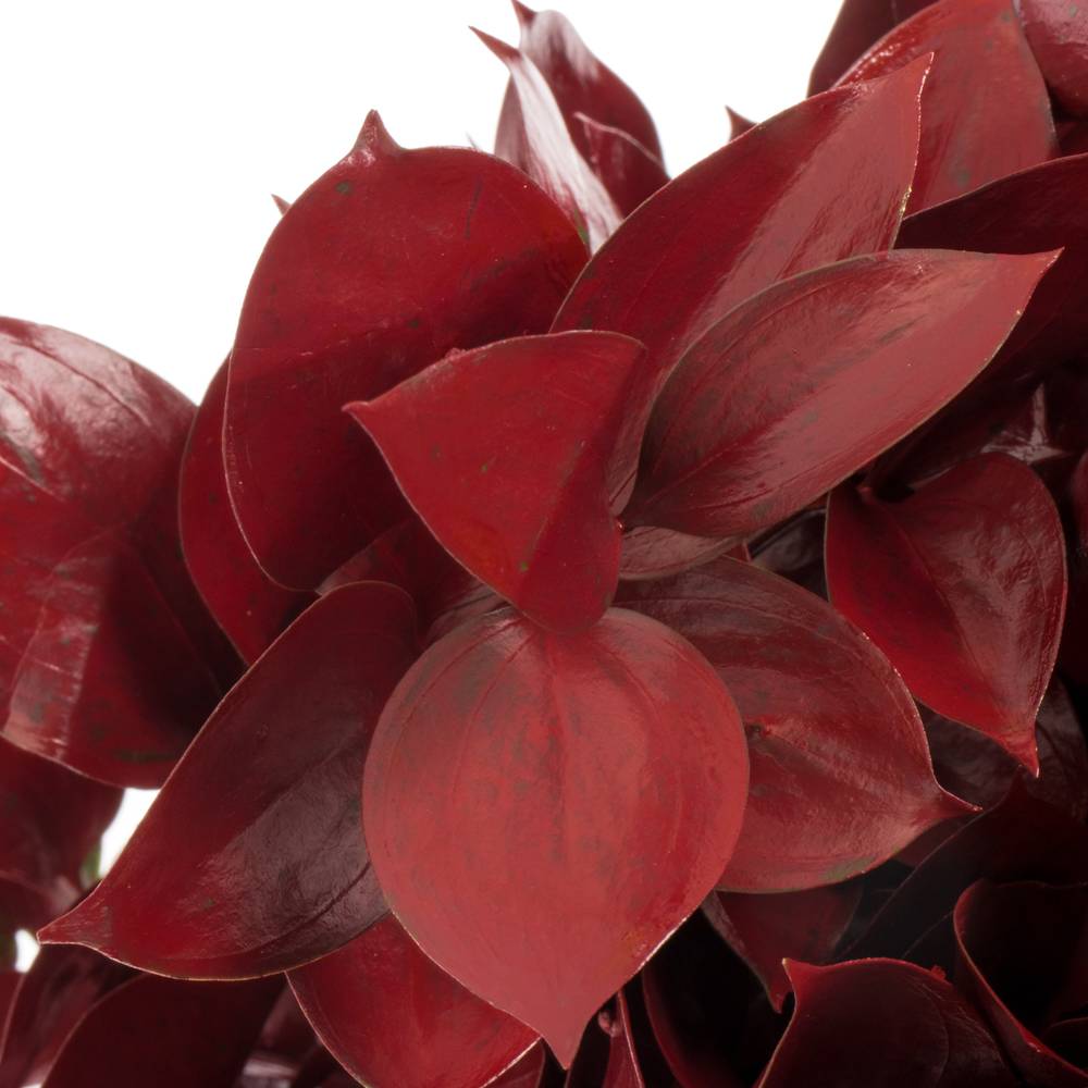 Ruskus bordeaux gefärbt 60cm