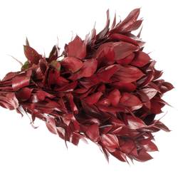 Ruskus bordeaux gefärbt 60cm