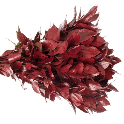 Ruskus bordeaux gefärbt 60cm