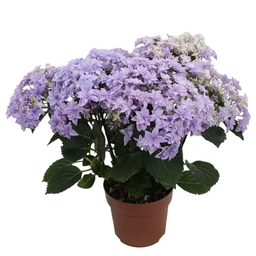 Hortensie Double blau T14 H40