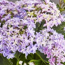 Hortensie Double blau T14 H40