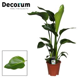 Strelitzia Nicolai T19 H100