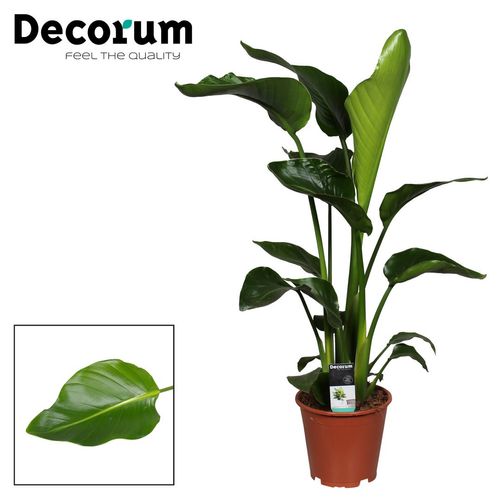Strelitzia Nicolai T19 H100