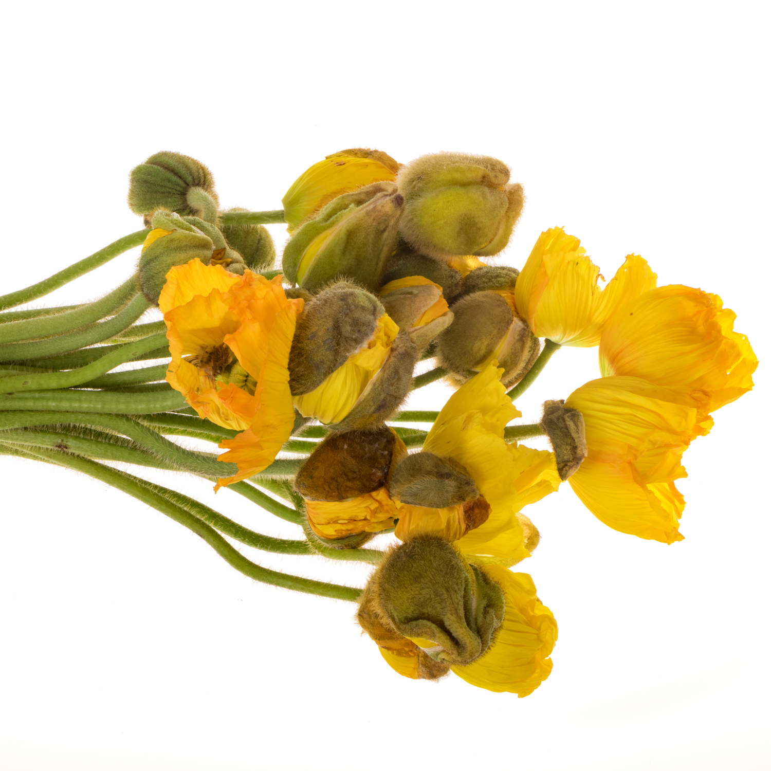 Klatschmohn Yellow Super 50cm