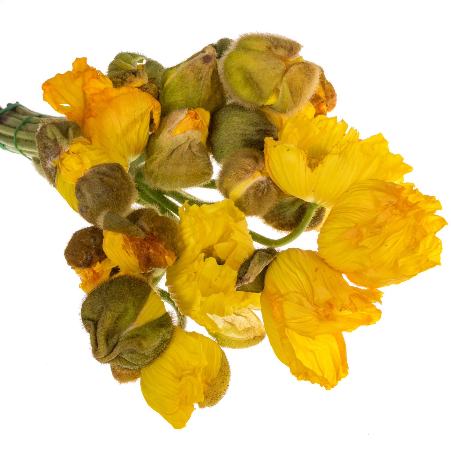 Klatschmohn Yellow Super 50cm