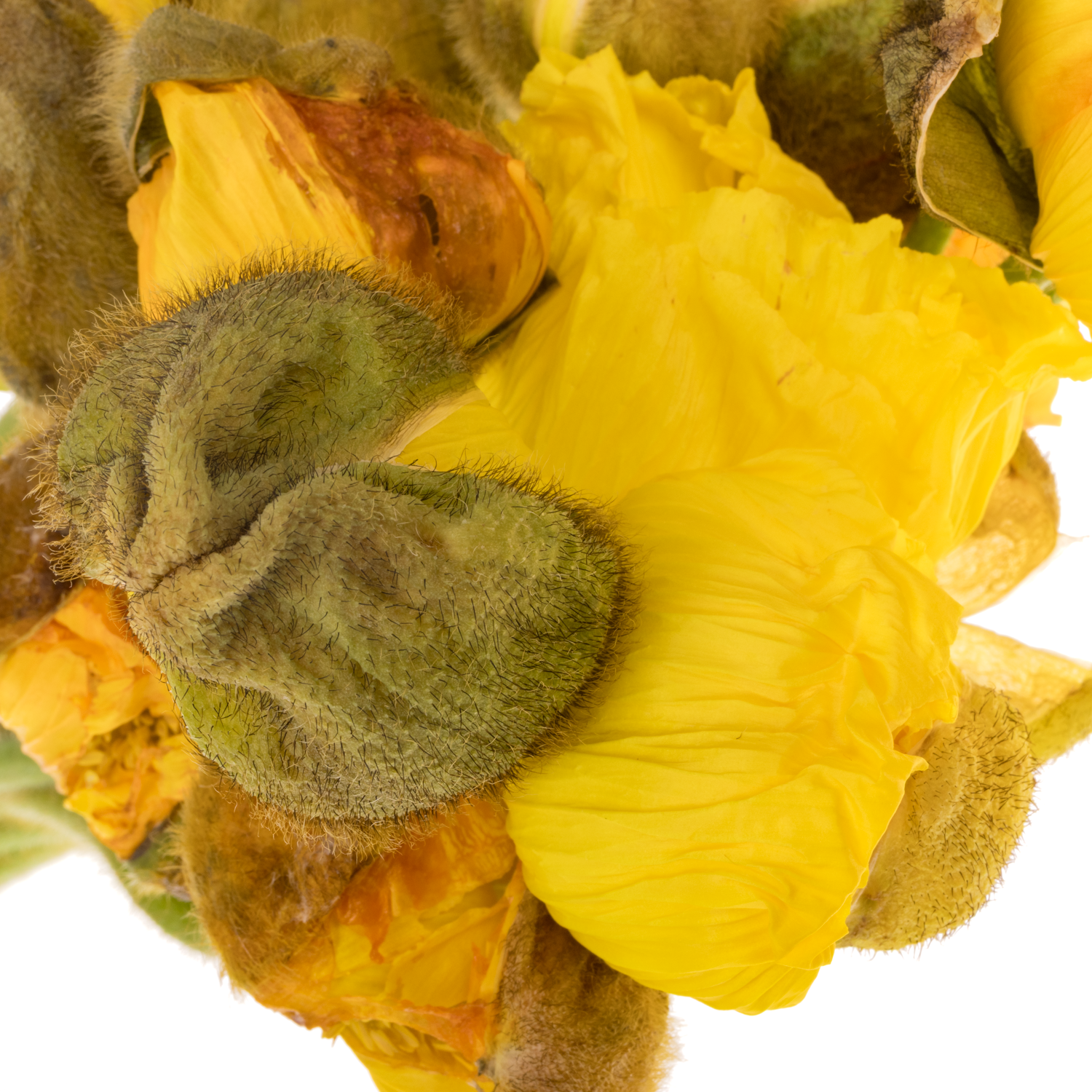 Klatschmohn Yellow Super 50cm