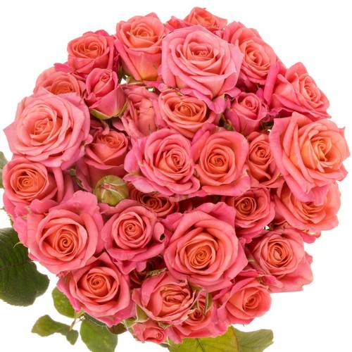 Rose verzweigt rosa/lachs Emilia 3+Blüte 40cm