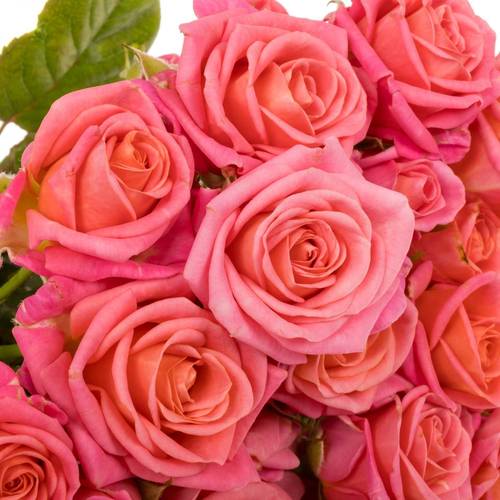Rose verzweigt rosa/lachs Emilia 3+Blüte 40cm