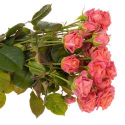 Rose verzweigt rosa/lachs Emilia 3+Blüte 40cm