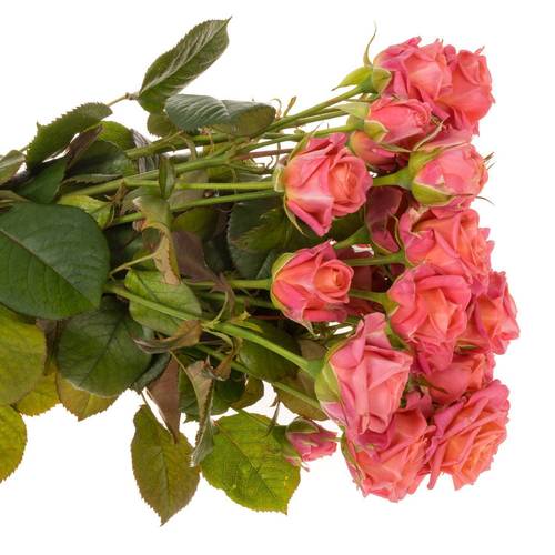 Rose verzweigt rosa/lachs Emilia 3+Blüte 40cm