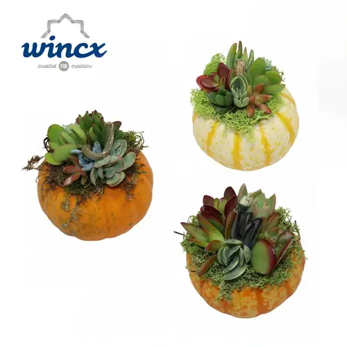 Succ.Arr Kürbis Herbst mix L