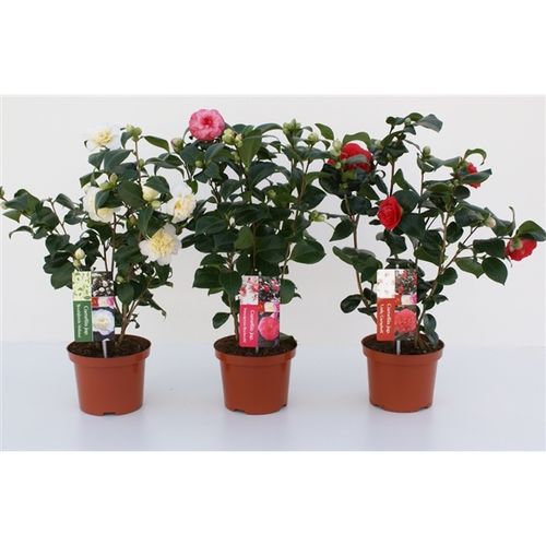 Camelia mix T17 20+ H60