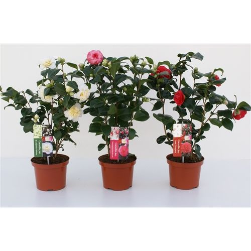 Camelia mix T17 20+ H60