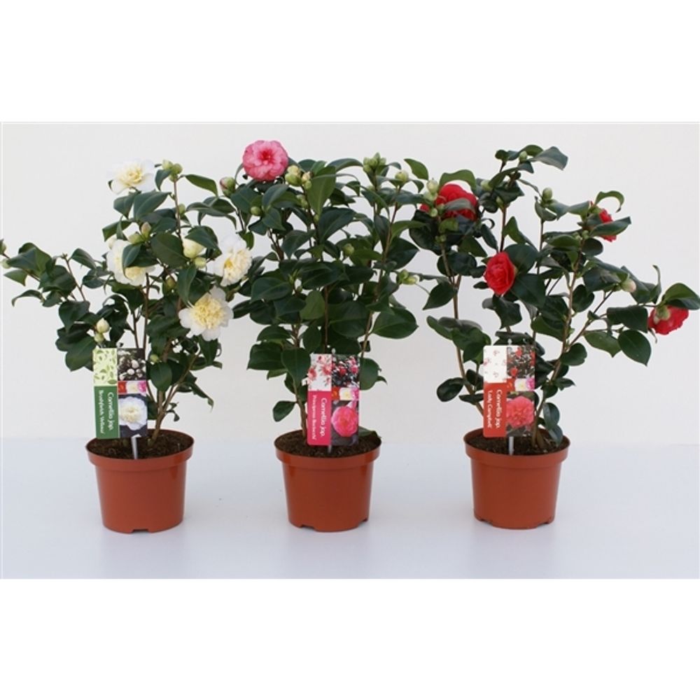 Camelia mix T17 20+ H60