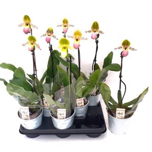 Paphiopedilum Multi Schnapch. Von Uhr T11 H045