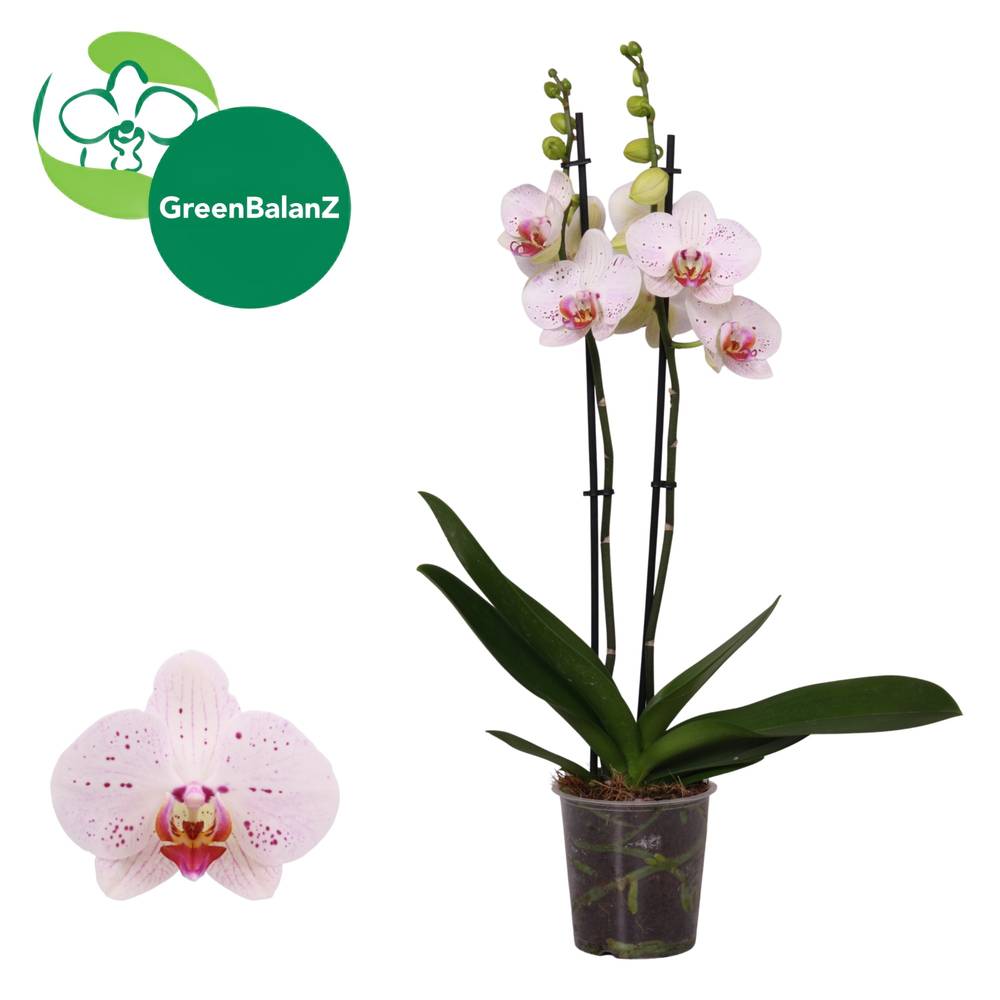 Phal.2-R Goya T12 H065