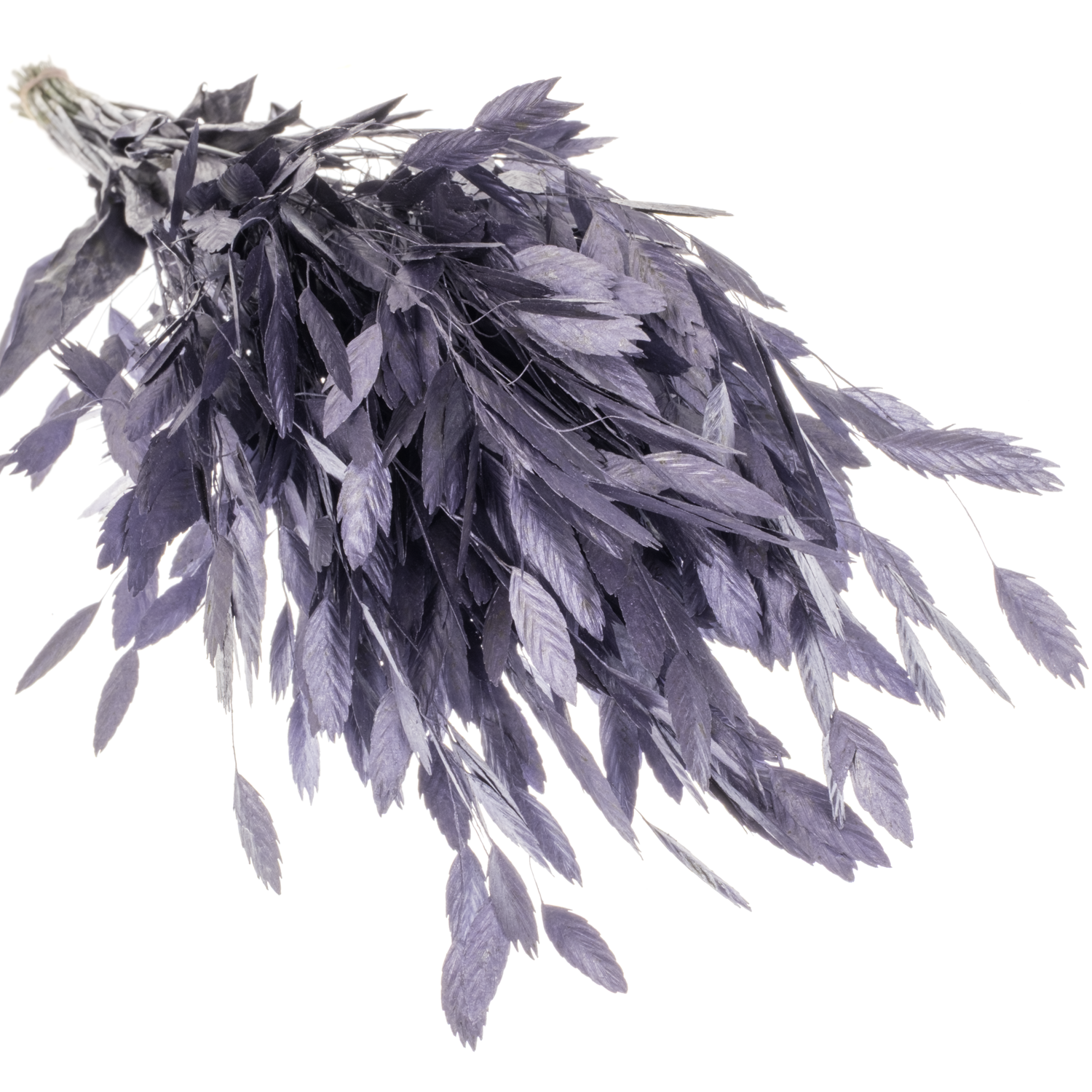 Chasmanthium milka Metallic gefärbt 70cm